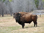 Bison