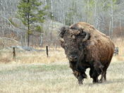 Bison