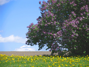 Lilac Tree