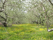 Apple Trees in Spring