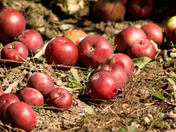 Apples in Apple Season