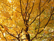 Quebec's Fall Colors