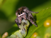 Jumming Spiders Delight