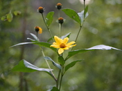 Bowmanville Creek 017.JPG