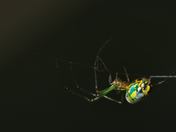 Leucauge venusta