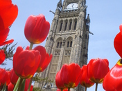 Tulips in the City