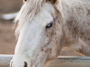 Blonde Blue Eyed Beauty