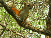 Red Squirrel at Upper Canada Bird Sanctuary 