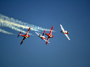 Snow birds in Action