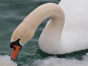Swan
