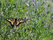 mobile photo2 046.jpg