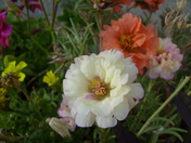 mother natures display