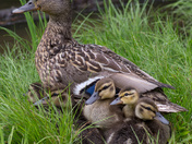 Mallard Hen with Ducklings