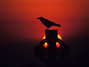 Crow on a Headstone