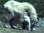 Mountain Goat and Kid
