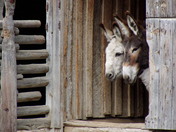 Donkeys at Fort Steele