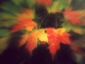 Sugar Maple Leaves