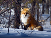 Red Fox