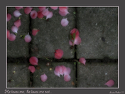 He loves me, he loves me not...