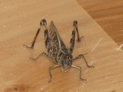 August 7 2009 009.JPG