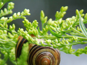 snail.jpg