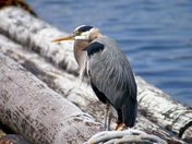 Blue Heron