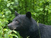 roadside black bear.jpg