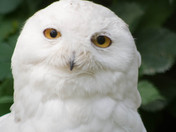 White Owl
