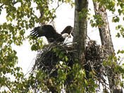 bald eagle landing on nest