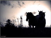 Evening Silhouette