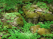 Bruce Trail Scene, near Ball's Falls, Niagara Region