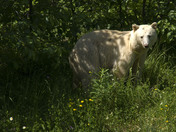 Kermode Bear on the Road to Kincolith