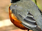 profile-prtrait-of-a-well-fed-robin.jpg