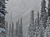 The sun shines while the snow falls as Abby pauses on the way to Chester Lake, K