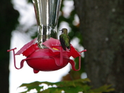 Fred Granek - Nature, Family and Friends