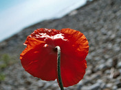 poppy_on the_shore.JPG