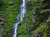 Ancient Forest Water fall 