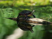 Painted Turtle