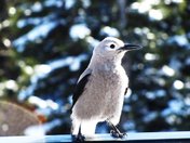 Clarks Nutcracker