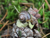 Snail