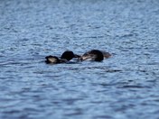 Loon Feeding
