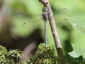 Beautiful Dragonfly