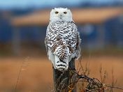 Snowy Owl