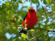 Scarlet Tanager