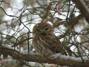 Northern Saw-Whet Owl