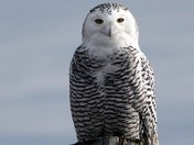 Snowy Owl