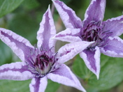 An odd kind of purple flower