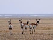 Pronghorn near Lang, SK