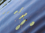 Lily Pads