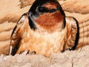 Feathered Barn Friend